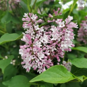 SYRINGA PATULA `BABY KIM`