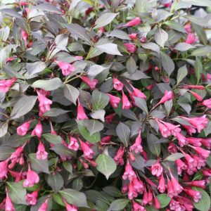 WEIGELA `MIDNIGHT WINE SHINE`
