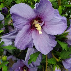 HIBISCUS SYR. PARAPLU `VIOLET`