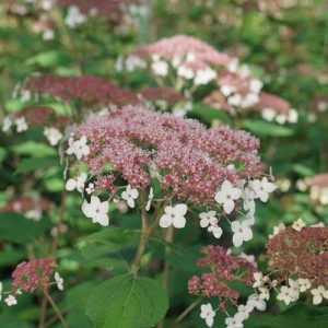 HYDRANGEA ARB. V RAD `PINKY POLLEN RING`