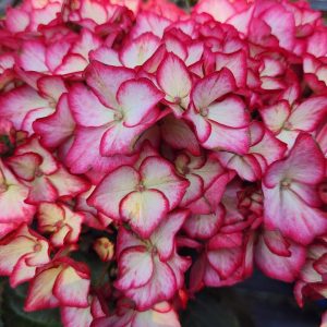 HYDRANGEA M `KIMONO`