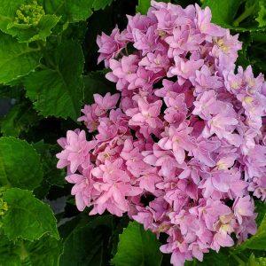 HYDRANGEA M `STARFIELD`