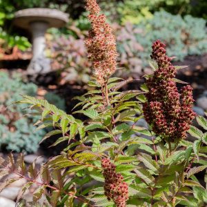 SORBARIA SORBIFOLIA `CHERRY ON TOP`