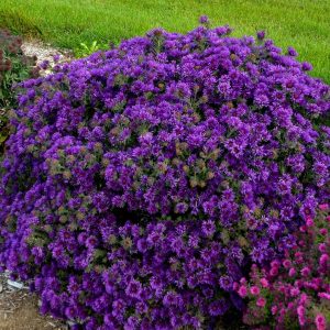 ASTER NOVAE-ANGLIAE `GRAPE CRUSH`