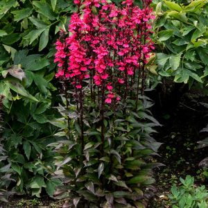 LOBELIA SPECIOSA `STARSHIP ROSE`