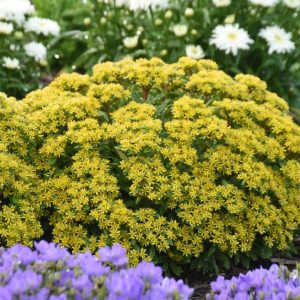 SEDUM ROCK `N LOW `BRIGHT IDEA`