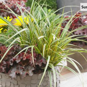 CAREX O. EVERCOLOR `EVERGLOW`