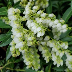 PIERIS JAPONICA `PURITY`