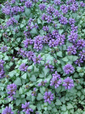 LAMIUM `PURPLE DRAGON`