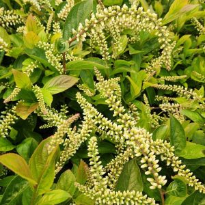 ITEA VIRGINICA `FOUNTAINS OF ROUGE`