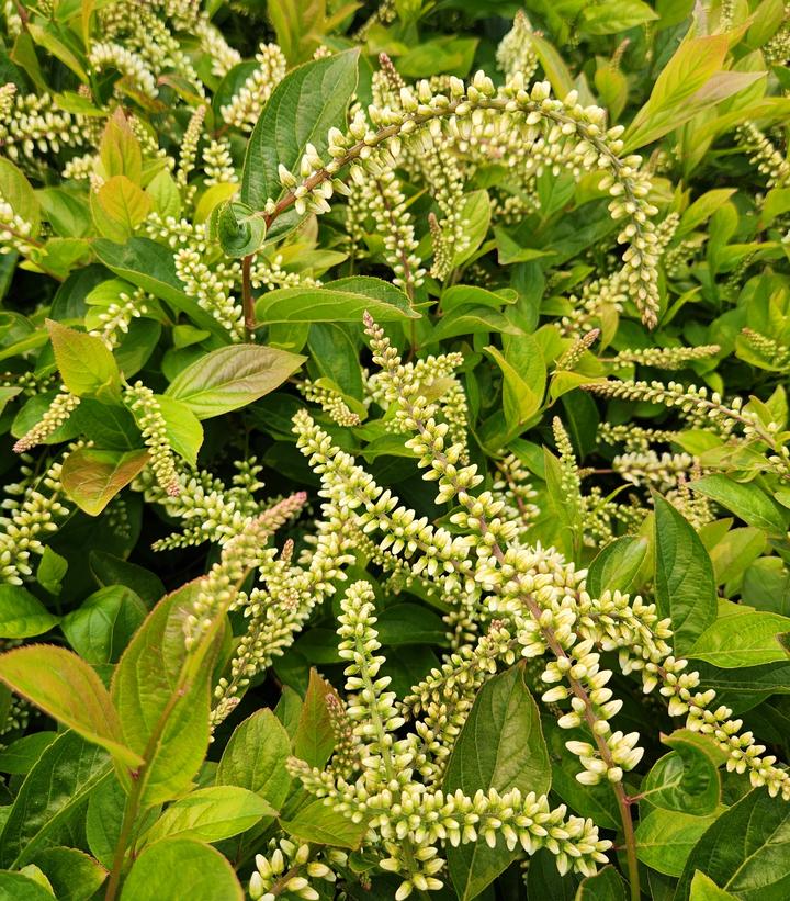 ITEA VIRGINICA `FOUNTAINS OF ROUGE`