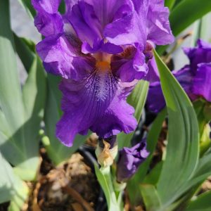 IRIS GERMANICA `WINE FESTIVAL` (PURPLE/GOLD)