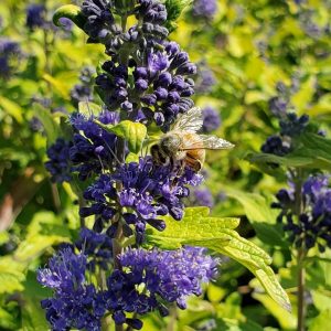 CARYOPTERIS X CLAND. `BEEKEEPER`
