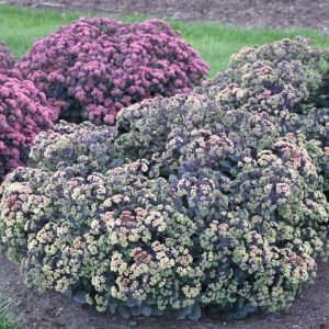 SEDUM `NIGHT LIGHT`