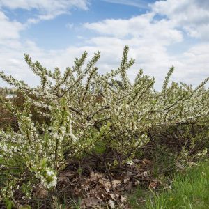 PRUNUS PUMILA `JADE PARADE`