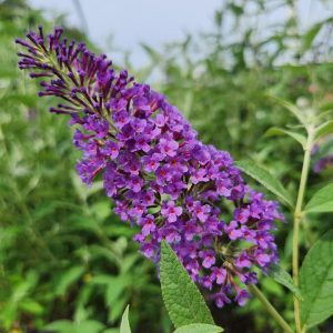 BUDDLEIA `PSYCHEDELIC SKY`