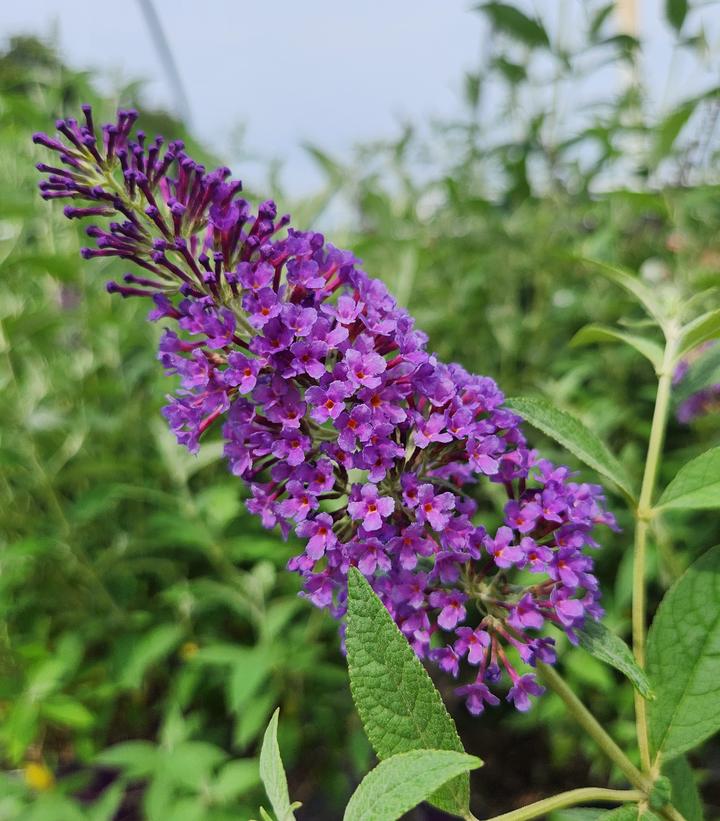 BUDDLEIA `PSYCHEDELIC SKY`