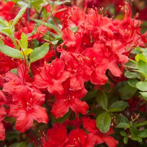 AZALEA ELECTRIC LIGHTS `RED`