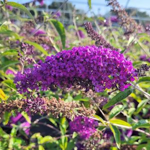 BUDDLEIA `GROOVY GRAPE`