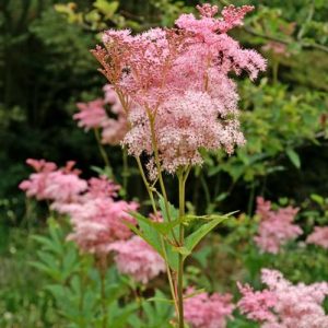 FILIPENDULA RUBRA `VENUSTA`