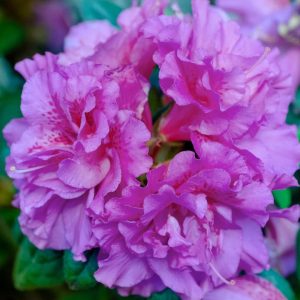 AZALEA ENCORE `AUTUMN MAJESTY`