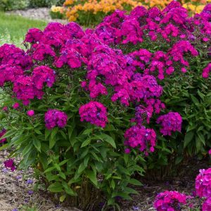 PHLOX LUMINARY `ULTRAVIOLET`