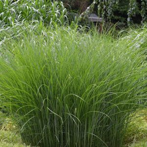 MISCANTHUS SINENSIS `GRACILLIMUS`