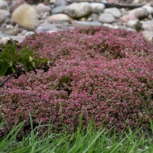 SEDUM `STEEL THE SHOW`