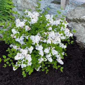 SYRINGA MEYERI `PEARL POTION`