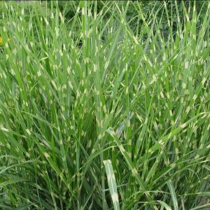 MISCANTHUS SINENSIS `STRICTUS`