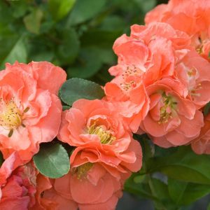 CHAENOMELES `DOUBLE TAKE PEACH`