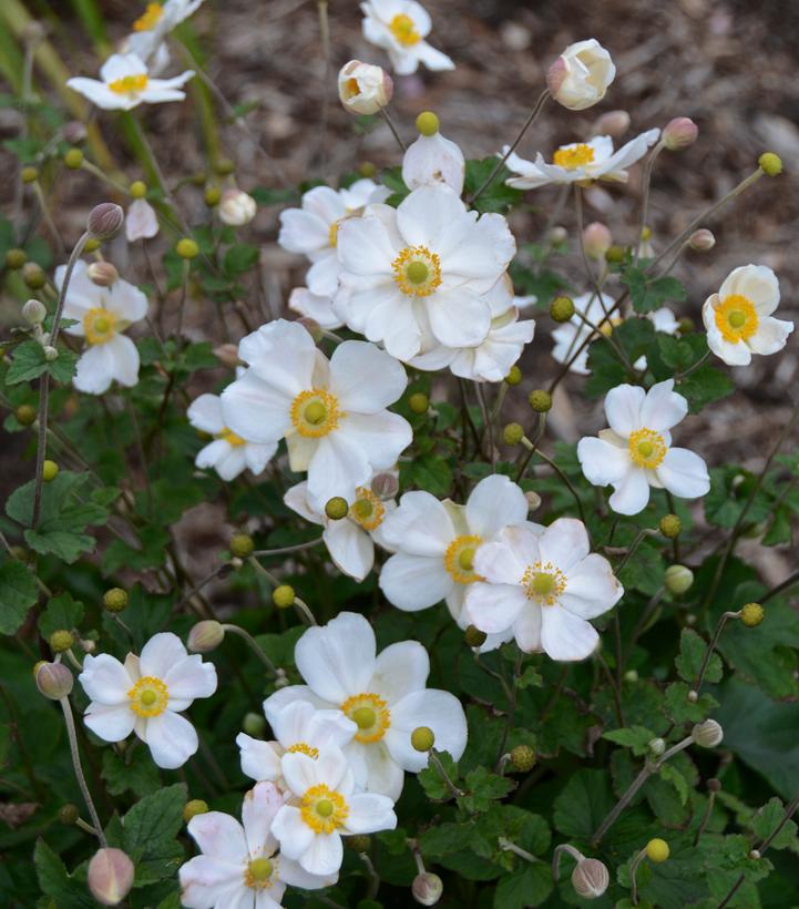 ANEMONE X `HONORINE JOBERT`