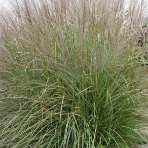 MISCANTHUS SINENSIS `ADAGIO`
