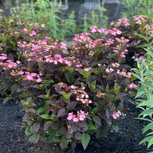 HYDRANGEA M.S. `PINK DYNAMO`