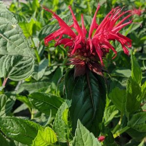 MONARDA DIDYMA `JACOB CLINE`