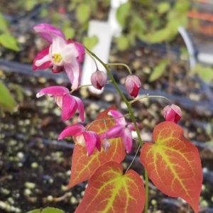 EPIMEDIUM RUBRUM `GALADRIEL`