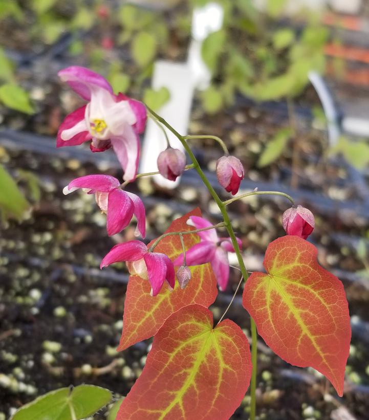 EPIMEDIUM RUBRUM `GALADRIEL`