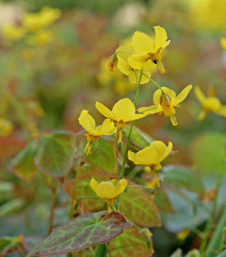 EPIMEDIUM X PERRALCHICUM `FROHNLEITEN`
