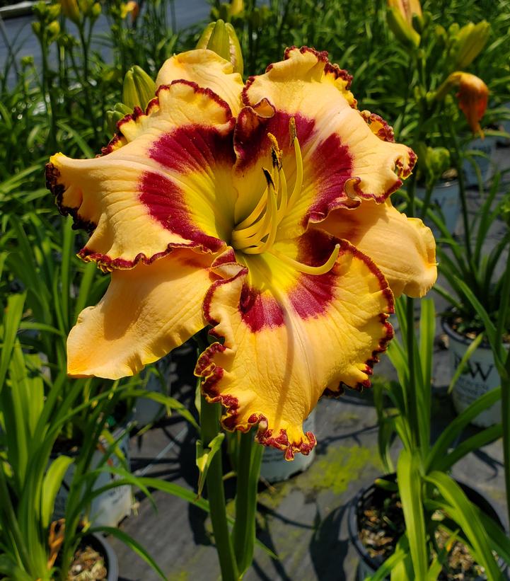 HEMEROCALLIS RAINBOW RHYTHM `KING OF THE AGES`