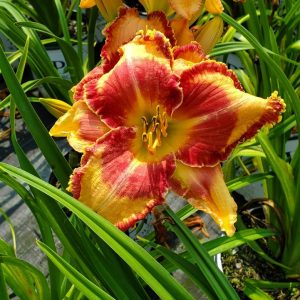 HEMEROCALLIS RAINBOW RHYTHM `LAKE OF FIRE`