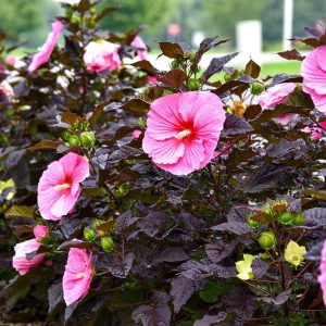 HIBISCUS SUMMERIFIC `EDGE OF NIGHT`