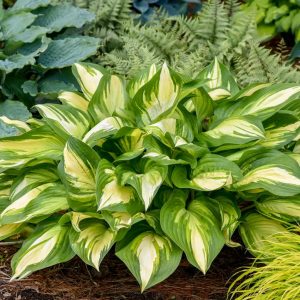 HOSTA SHADOWLAND `MISS AMERICA`