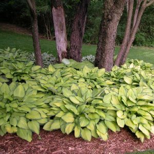 HOSTA `GOLD STANDARD`