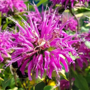 MONARDA `BLUE STOCKING`