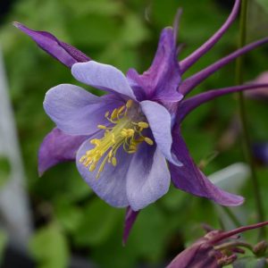 AQUILEGIA EARLYBIRD `PURPLE BLUE`