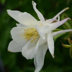 AQUILEGIA EARLYBIRD `WHITE`