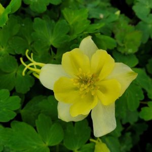 AQUILEGIA EARLYBIRD `YELLOW`