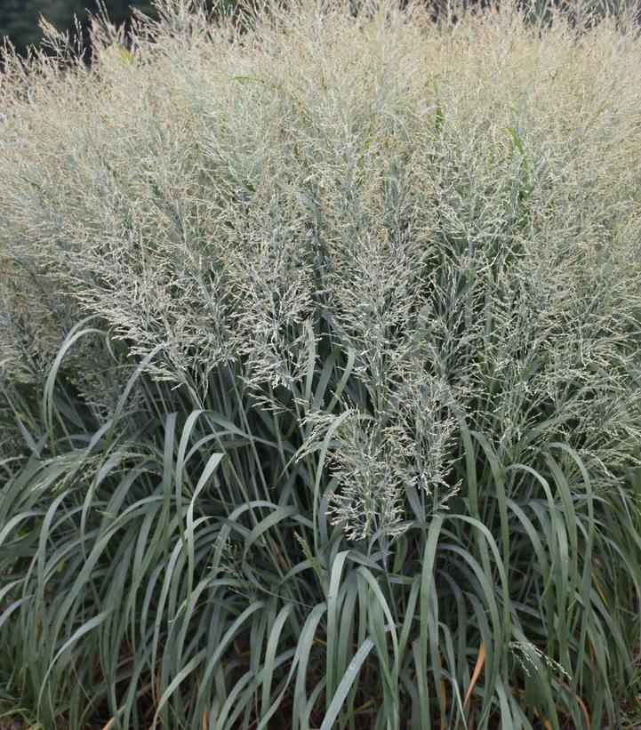 PANICUM PRAIRIE WINDS `NIAGARA FALLS`