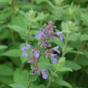 NEPETA MUSSINII `BLUE WONDER`