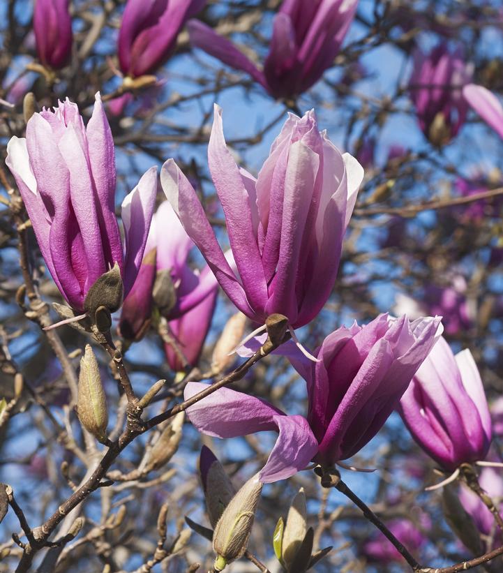 MAGNOLIA LILIIFLORA `BETTY`